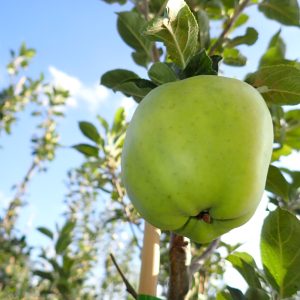 Keswick Codling - Apple Tree