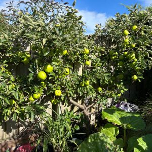 Lord Derby - Apple Tree