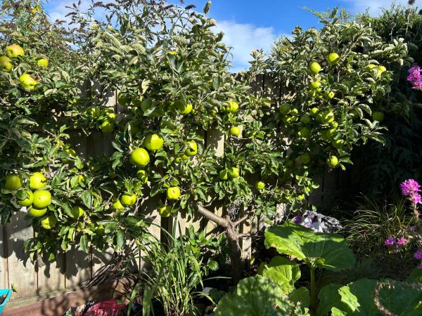 Lord Derby - Apple Tree