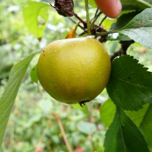 Brownlees Russet - Apple Tree