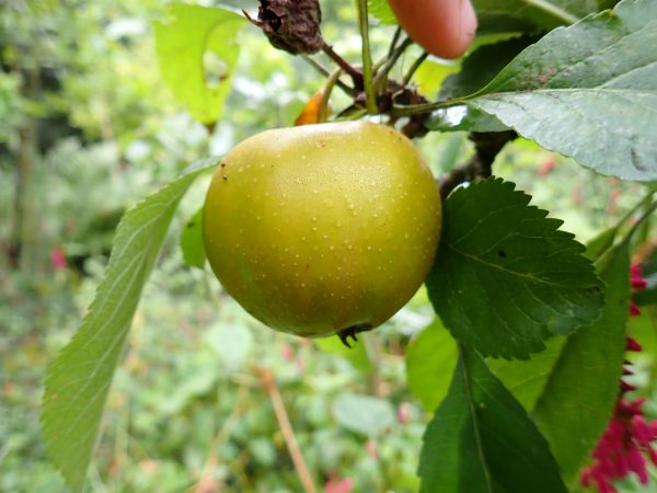 Brownlees Russet - Apple Tree