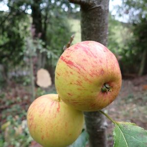 Laxton's Epicure - Apple Tree