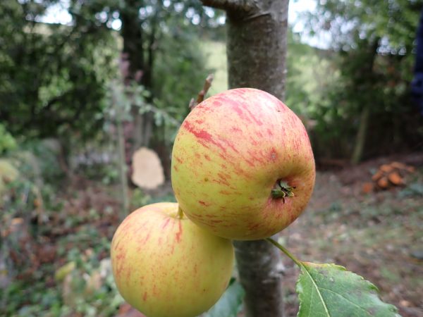 Laxton's Epicure - Apple Tree