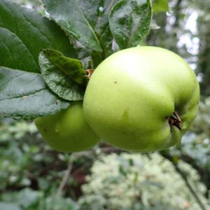 Slack ma Girdle - Cider Apple Tree