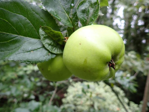 Slack ma Girdle - Cider Apple Tree